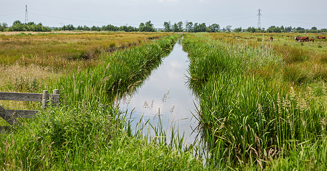 Stem Voor Groene Voornemens | Zuid-Hollands Landschap